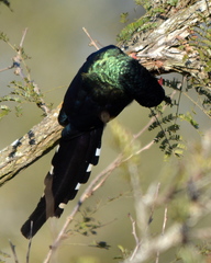 Phoeniculus purpureus marwitzi