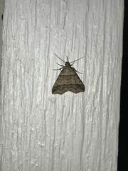 Phalaenophana pyramusalis