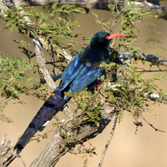 Phoeniculus purpureus marwitzi
