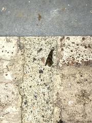 Mystacides interjectus