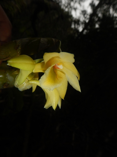 Platygastrium Orchid