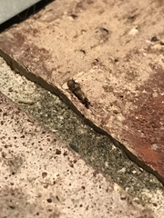 Mystacides interjectus