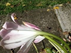 Trigona nigerrima