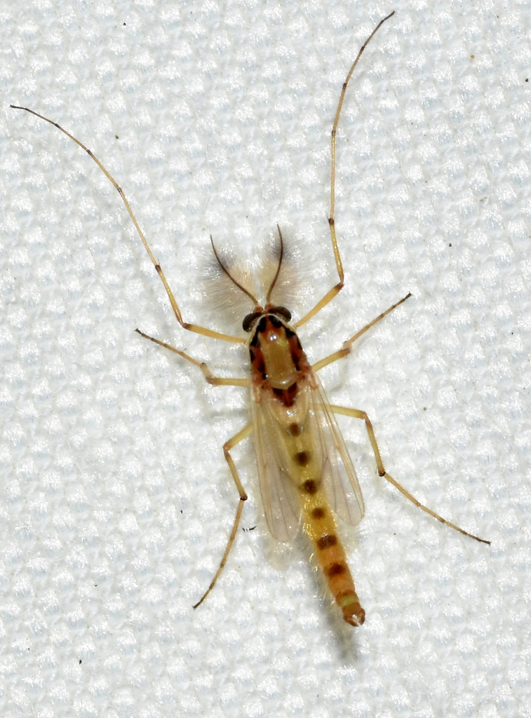 Goeldichironomus
