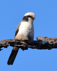 Eurocephalus anguitimens