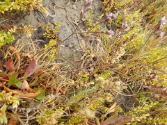 Limonium californicum