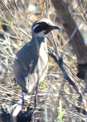 Rhinoptilus chalcopterus
