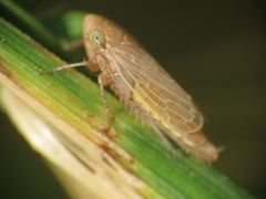 Athysanini