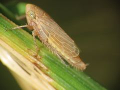 Athysanini