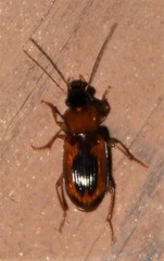 Stenolophus dissimilis