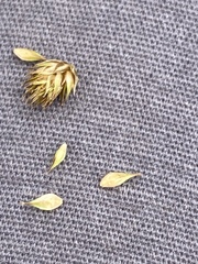 Carex athrostachya