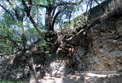 Tracheophyta