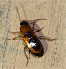 Stenolophus dissimilis