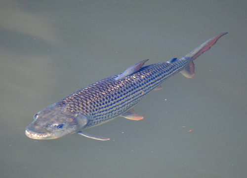 Striped Tigerfish