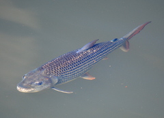 Hydrocynus vittatus
