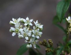 Fendlerella utahensis