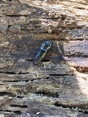 Alaus oculatus