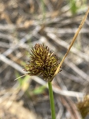 Carex athrostachya