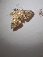 Elophila icciusalis