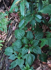 Ainsliaea macroclinidioides