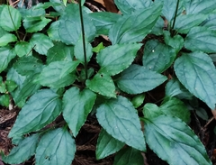 Ainsliaea macroclinidioides