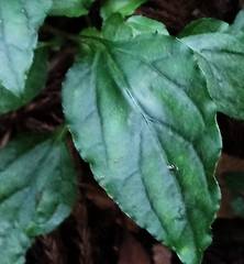 Ainsliaea macroclinidioides