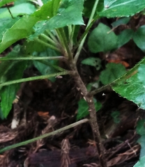 Ainsliaea macroclinidioides