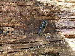 Alaus oculatus