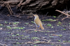 Catharus aurantiirostris