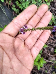 Verbena recta