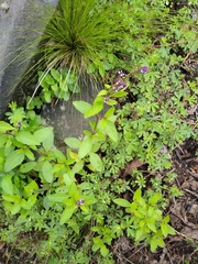 Verbena recta