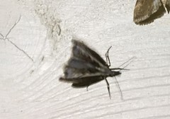 Platytes alpinella