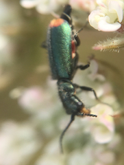 Cordylepherus viridis