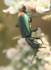 Cordylepherus viridis