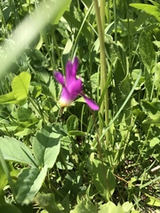 Primula pauciflora pauciflora