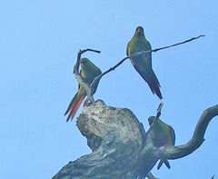 Enicognathus ferrugineus