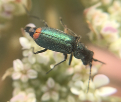 Cordylepherus viridis