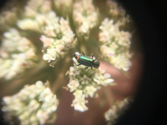 Cordylepherus viridis