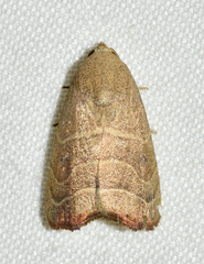 Bagisara repanda