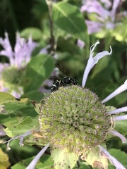 Parancistrocerus pedestris