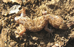 Pachydactylus capensis