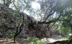 Tracheophyta