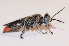 Tachysphex terminatus