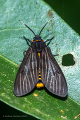 Amsactoides guangxica