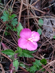 Oenothera deserticola