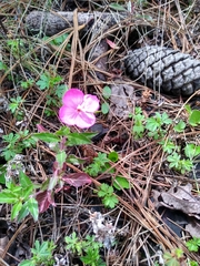 Oenothera deserticola