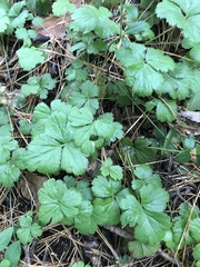 Waldsteinia ternata