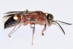 Alysson melleus