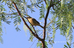 Sporophila torqueola