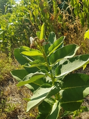 Asclepias syriaca